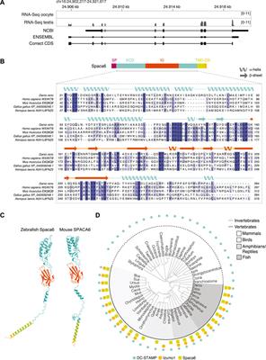 The Sperm Protein Spaca6 is Essential for Fertilization in Zebrafish